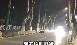 凤凰最新爆料视频,最新爆料视频深度解析